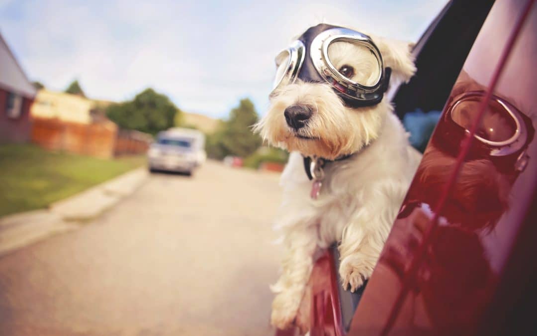 A dog riding in a car with his head out the window while wearing pilot goggles